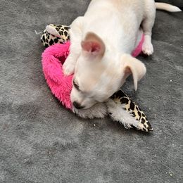 Chihuahua puppies from Puppy Miles