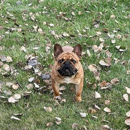 Nigel - French Bulldog