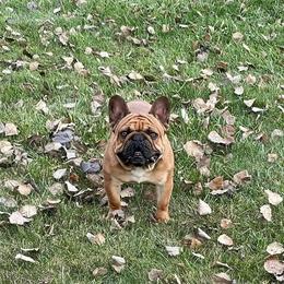 Nigel - French Bulldog
