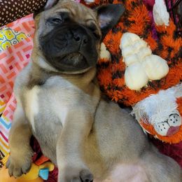 Bullmastiff Puppies from Sunny Beach Bullmastiffs