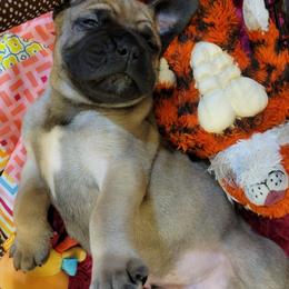Bullmastiff Puppies from Sunny Beach Bullmastiffs