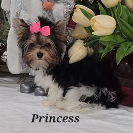 Princess - Black tan and white female Biewer Terrier puppy in Modesto, California from Granny's yorkshire Terrier Modesto California