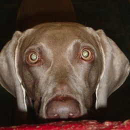 Weimaraner All Grown Up from Megan's Weimaraners