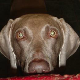 Weimaraner All Grown Up from Megan's Weimaraners