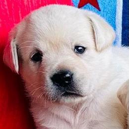 Girl 2 - Yellow female Labrador Retriever puppy in Jamestown, Ohio from Heartlands Quality Labrador Retrievers
