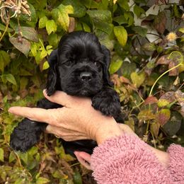 Black or seal - Black male Cocker Spaniel puppy in Oregon from Doc's Cockers