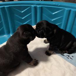 French Bulldog Puppies from Stratton Kennel