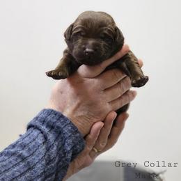 Glacier - Grey Collar - Chocolate male Labrador Retriever puppy in Boyd, Minnesota from Lindley Labradors