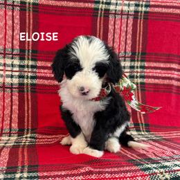 Eloise - Black and white female Sheepadoodle puppy in Blackfoot, Idaho from Son of a Poodle Sheepadoodles