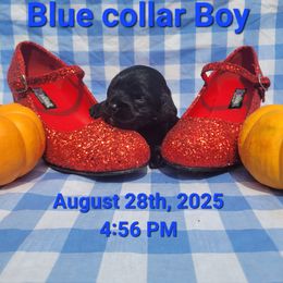 Blue - Black and white male Cockapoo puppy in Dayton, Ohio from There's no place like home spaniels
