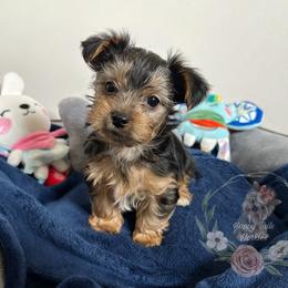 Precious Black and Tan Male - Black and tan male Yorkshire Terrier puppy in Benson, Arizona from Happy Tails Yorkies