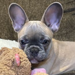 French Bulldogs from Olivias Frenchies