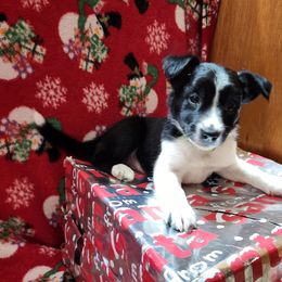 Border Collie Puppies from Real dogs that do real work!