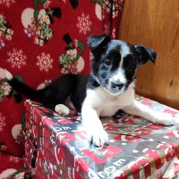 Border Collie Puppies from Real dogs that do real work!