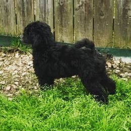 Poodle Puppies from En Vie
