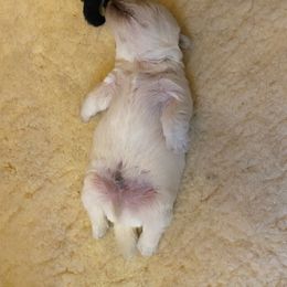 Scottish Terrier Puppies from Azscotties.com