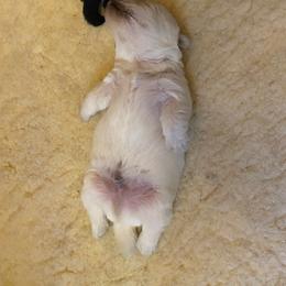 Scottish Terrier Puppies from Azscotties.com
