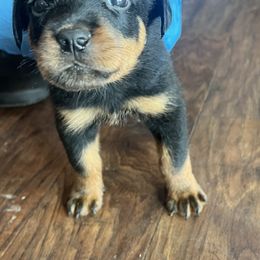 Rottweiler Puppies from Rott Nation Dog Breeding