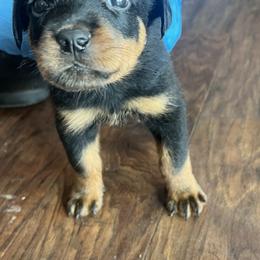 Rottweiler Puppies from Rott Nation Dog Breeding