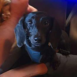 Xena - Black female Dachshund puppy in Bigfork, Minnesota from Long Ears and Long Dogs Ranch