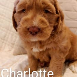 Australian Labradoodle Puppies from Lavender Fields Australian Labradoodles