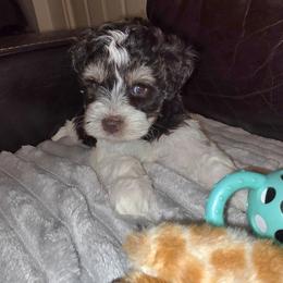Bentley - Parti male Miniature Schnauzer puppy in Graham, Washington from Kristy's French Bulldogs & Mini Schnauzers