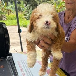 Fiona - Red  female Goldendoodle puppy in Willits, California from Big Island Goldendoodles