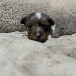 Marshall - Blue merle male Miniature American Shepherd puppy in Terryville, Connecticut from Spirited Aussies