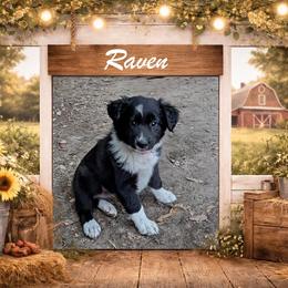 Raven - Black & white female Australian Shepherd puppy in Citra, Florida from AEW Farm