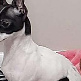 Mona - Chihuahua