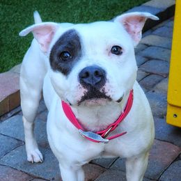 Ice - Staffordshire Bull Terrier