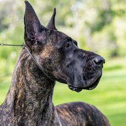 Great Danes from Lamona Great Danes