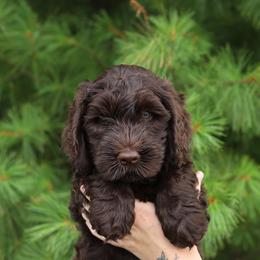 Piper - Chocolate female Australian Labradoodle puppy in Williamstown, New York from Lewis Manor Labradoodles