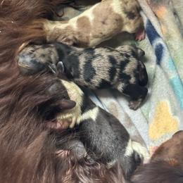 Cookies - Dapple female Dachshund puppy in Magnolia, Texas from J&R Macias Dachshunds