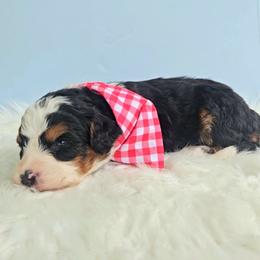 Blaze - Tri-color male Bernedoodle puppy in Russell Springs, Kentucky from 270 Doodles