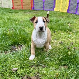 Bull Terrier Puppies from Lynn Hill Bull Terriers