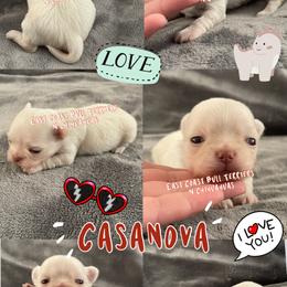 Casanova - Cream male Chihuahua puppy in Kannapolis, North Carolina from East Coast Bull Terriers N Chihuahuas