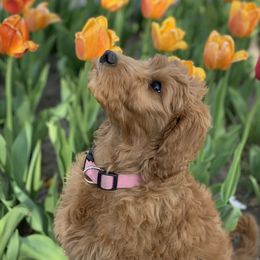Bernedoodle and Goldendoodle Puppies from Hello Doodle Ranch