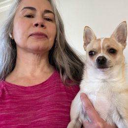 Chihuahua Puppies from Baxters Chihuahuas