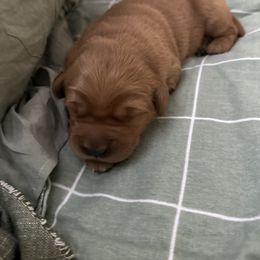 Pink collar - Lucy - Dark golden female Golden Retriever puppy in El Dorado Hills, California from Golden Wiggle Retrievers