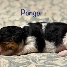 Pongo - Tri-color male Cavalier King Charles Spaniel puppy in Lawton, Oklahoma from Wild Wishes Cavaliers