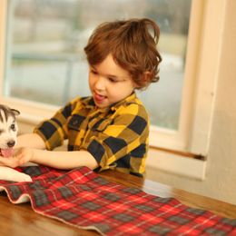 Siberian Husky Puppies from East Inn Huskies