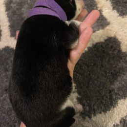 Siberian Husky Puppies from Alexandra's Siberian Huskies