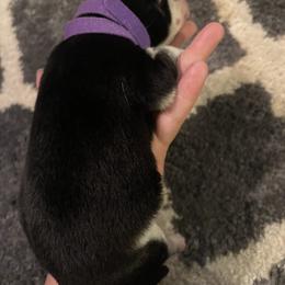 Siberian Husky Puppies from Alexandra's Siberian Huskies