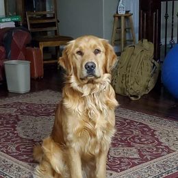 Bean - Golden Retriever