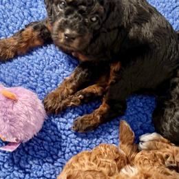 Poodle Puppies from Wanda Burton
