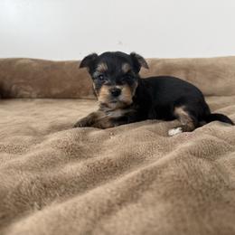 Mochi - Black and tan male Yorkshire Terrier puppy in Elk Ridge, Utah from Janita's Yorkshire Terriers