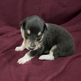 Girl 4 - Black white and tan Collie puppy in Bad Axe, Michigan from Collie Campo