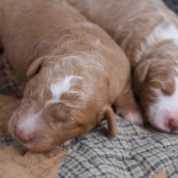 Female 1 - Red female Bernedoodle puppy in Belgreen, Alabama from Scott’s Farm Poodles and Doodles