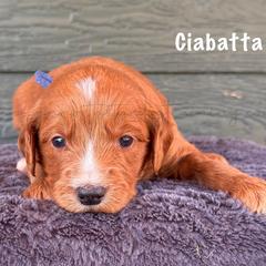 Ciabatta - Red  male Goldendoodle puppy in Lancaster, Minnesota from North Star Dog Training